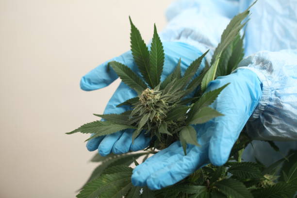 istock close up scientist hand gloves checking hemp plant 1176306104