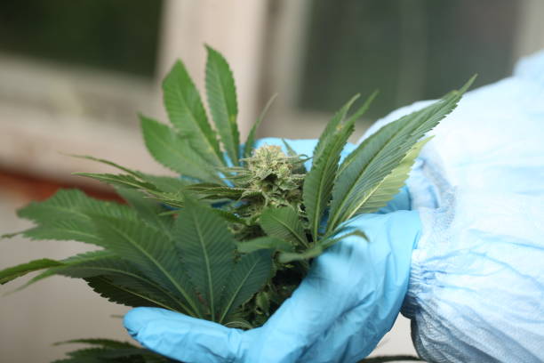 istock close up scientist hand gloves checking hemp plant 1176306117