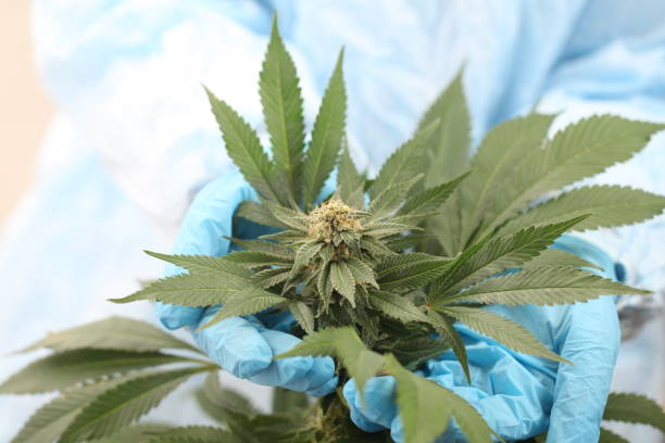 istock close up scientist hand gloves checking hemp plant 1176306122