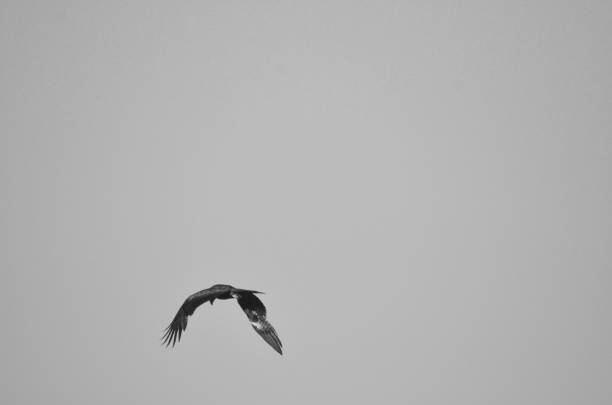 istock An image in black and white of an eagle flying across a clear sky. 1176306310