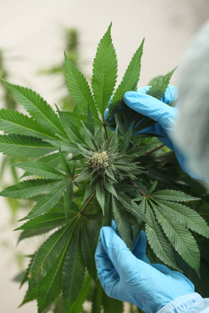 istock close up scientist hand gloves checking hemp plant 1176306995