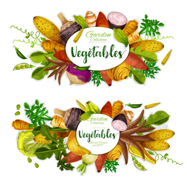 ilustraciones, imágenes clip art, dibujos animados e iconos de stock de verduras exóticas, hierbas verdes y frijoles - rutabaga