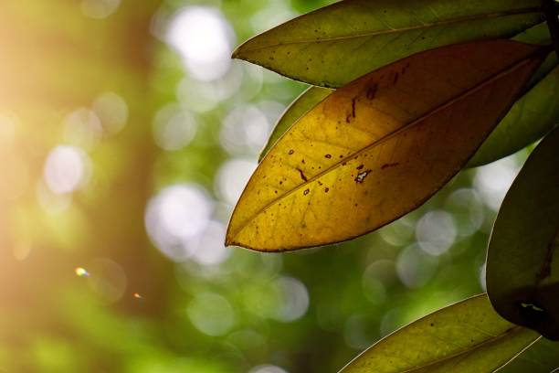 istock green tree leaves textured in the autumn 1176307101
