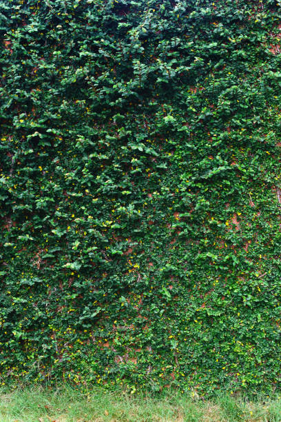 istock Ivy foliage covering brick wall textured background. 1176308916