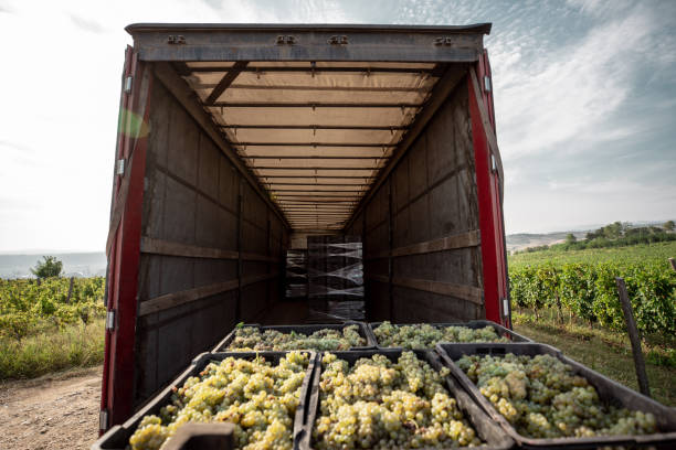 istock Loading full crates of harvested grapes on a truck 1176308925