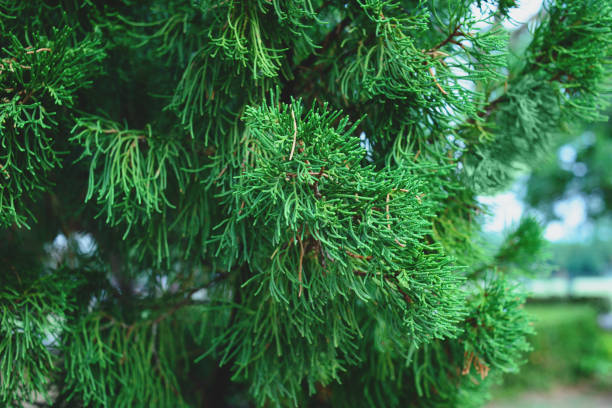 Thuja tree branches, thuja occidentalis evergreen coniferous tree. Thuja tree branches, thuja occidentalis evergreen coniferous tree. chinese arborvitae stock pictures, royalty-free photos & images