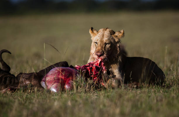 Lion Eating Animals Hunting Antelope Stock Photos, Pictures & Royalty-Free Images - iStock Lion Eating Animals Hunting Antelope Stock Photos, Pictures & Royalty-Free Images - iStock