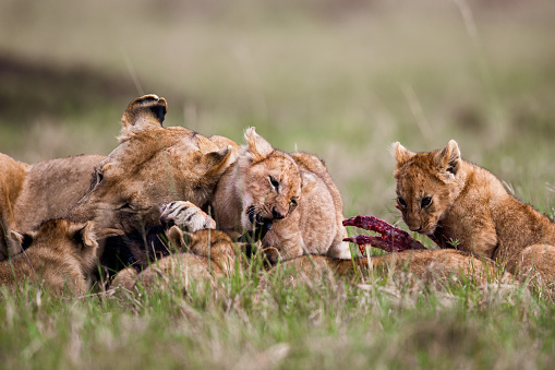 Lioness and small cubs eating in the wild. Copy space.