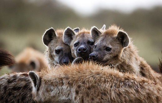 Group of hyenas in the wild.