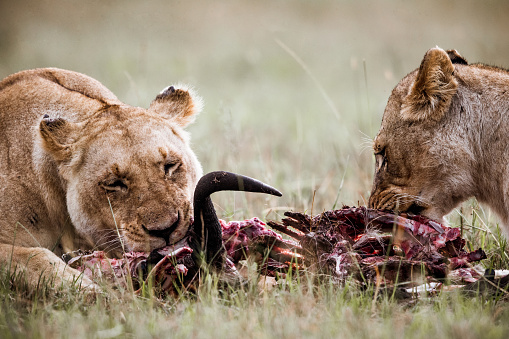 Lionesses eating their hunt in the wild.