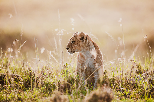Cute lion cub in grass at the wild. Copy space.