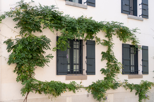 Paris, France - Sept 02, 2019: Young twisted wisteria climbs on the wall in Paris, Montmartre