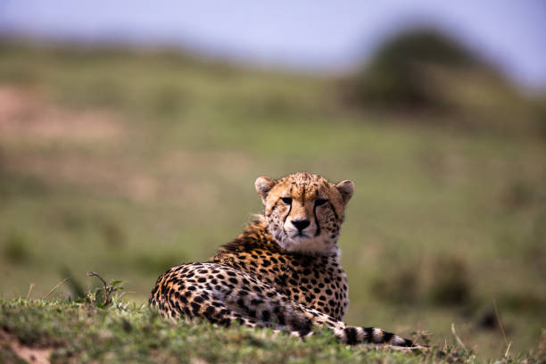 istock Masai Mara cheetah relaxing in grass. 1176311850