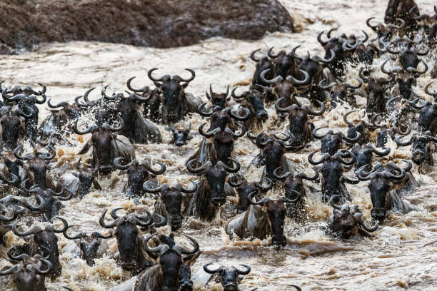 istock Herd of wildebeest migrating across Mara river. 1176311883