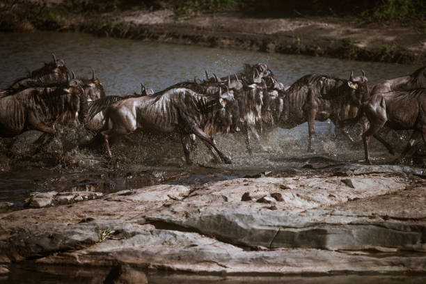 istock Wildebeest crossing Mara river in great migration. 1176311900