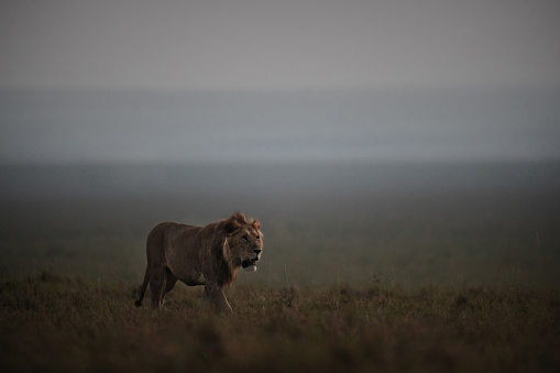 Male lion walking through Masai Mara wilderness. Copy space.