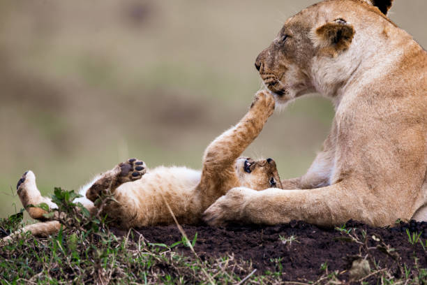 istock Playful lion cub with lioness. 1176312717