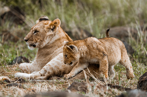 Lion cub with lioness in the wild.