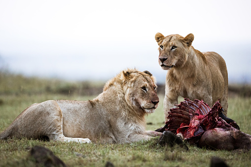 Young male lion and lioness eating their hunt in the wild. Copy space.