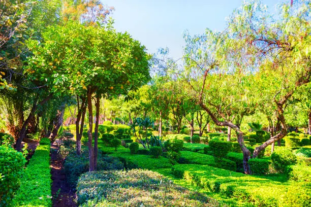 Photo of Beautiful parks and gardens in Marrakesh. Morocco. Palm and orange trees. Sights.