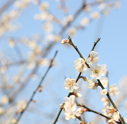 Beautiful Plum Blossom Wallpaper Background Tai Po New Territories Hong  Kong Asia Stock Photo - Download Image Now - iStock