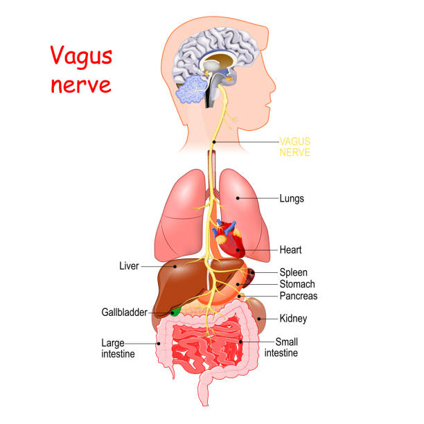 vagus nerve vagus nerve interfaces with the parasympathetic control of the heart, lungs, and digestive tract. longest nerve of the autonomic nervous system medulla stock illustrations