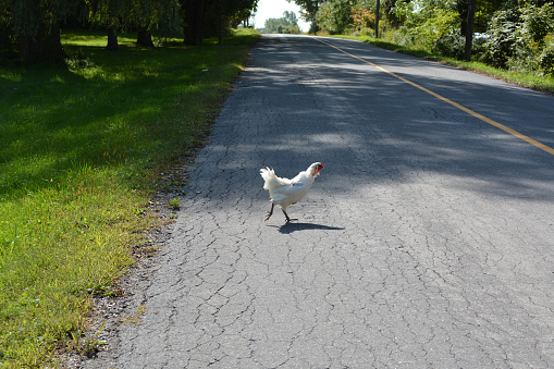 White Chicken crosses a country road