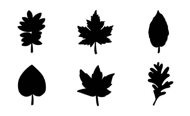 illustrazioni stock, clip art, cartoni animati e icone di tendenza di set di sagome nere foglie autunnali. simboli grafici del logo isolato - tree silhouette elm tree vector