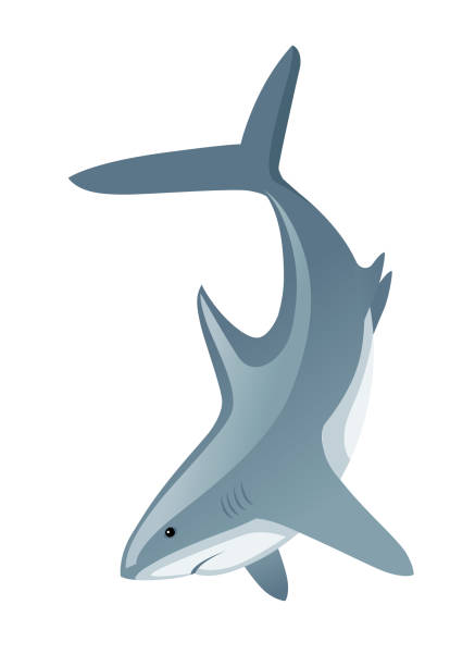 istock Shark with mouth closed giant apex predator cartoon animal design flat vector illustration isolated on white background 1176319080