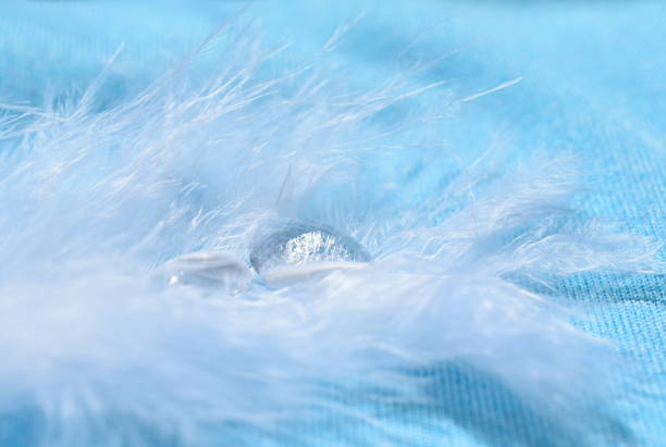 Drops of water hiding in a white feather against a light blue background (as a fairy-like abstract background), very shallow DOF, soft focus with selective focus on the drop of water