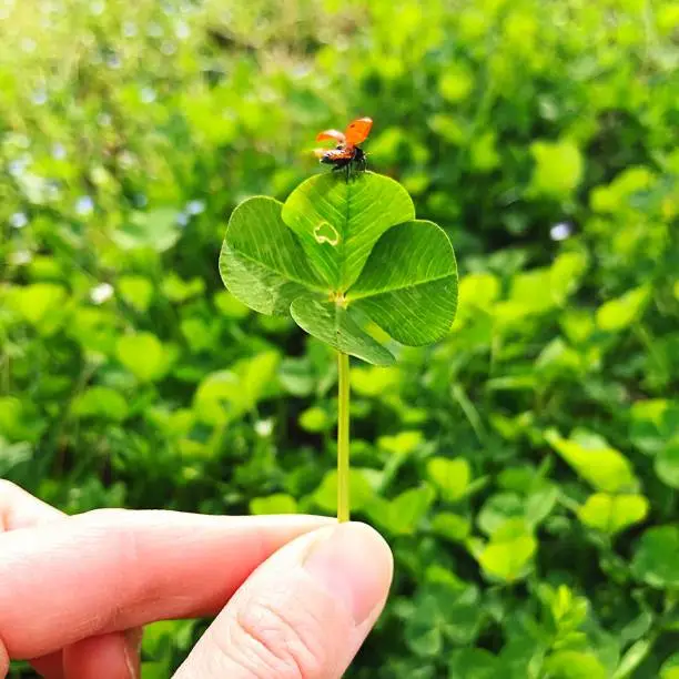 Photo of Four leaf clover with a ladybug