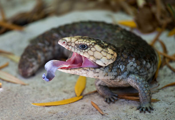 Blue tongue bobtail lizard Western Australia, Mindarie, backyard. tiliqua scincoides stock pictures, royalty-free photos & images