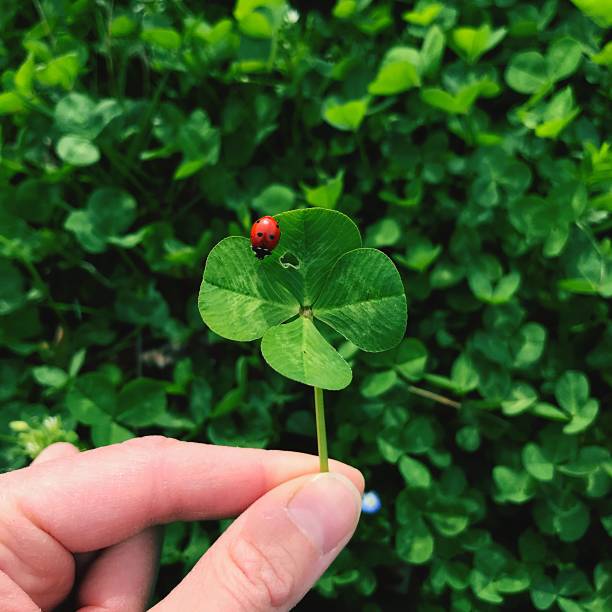 trevo afortunado de quatro folhas do encanto com um ladybug - four leaf clover fotos - fotografias e filmes do acervo