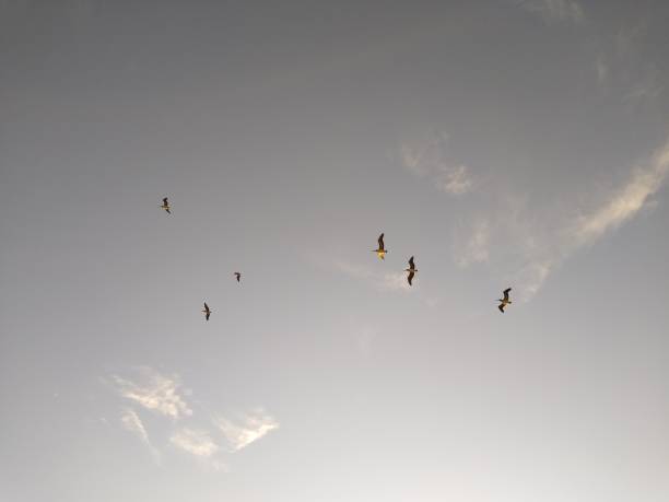 Pelicans Over Chesapeake Bay at Sunset