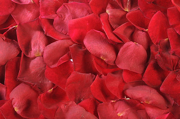 istock petals of scarlet roses as background 117632367