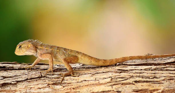 istock Garden lizards are relaxing on tree branches 1176325990
