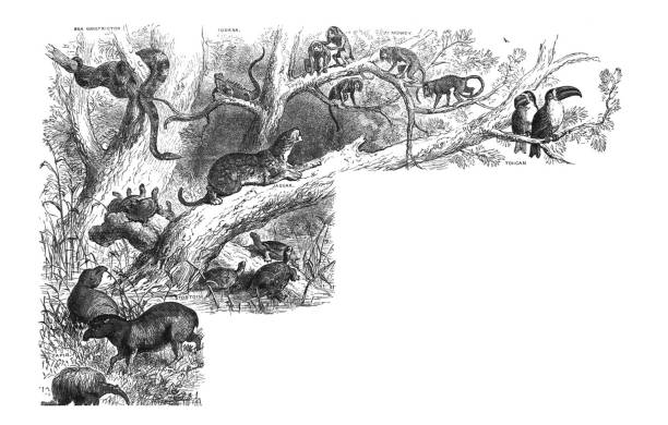 ilustrações de stock, clip art, desenhos animados e ícones de antique illustration - 1878 geography - wildlife of south america - cobra engraving antique retro revival