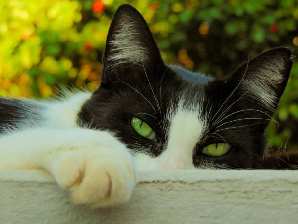 dar mignon avec des yeux verts - chat dar photos et images de collection