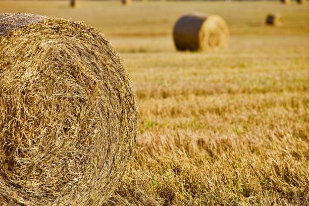 istock Bright yellow and golden Haystacks on the field. 1176328308