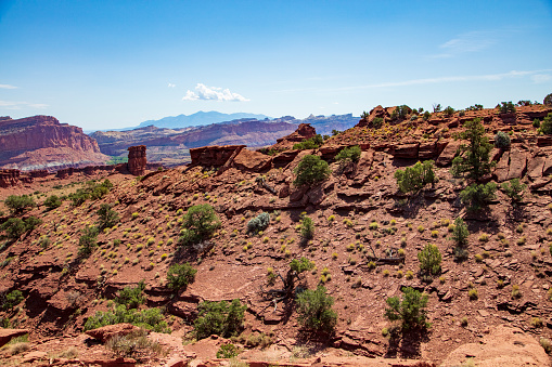 Amazingly resilient green shrubs exist in this rocky arid climate of Capitol Reef National Park, Utah