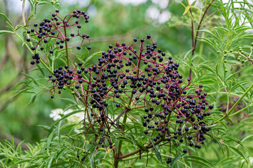 An American black elderberry plant