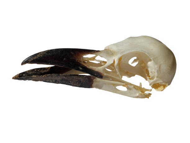 istock side view of a carrion crow skull with open beak on a white background 1176331302