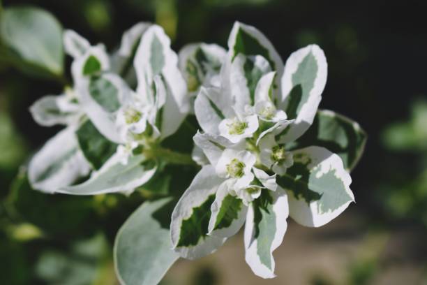 istock White flower with green and white leaves 1176331342