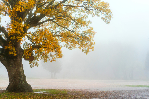 Autumn tree on field in a foggy morning