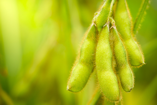 Soybeans pods on the tree and green nature background. Closeup and copy space.