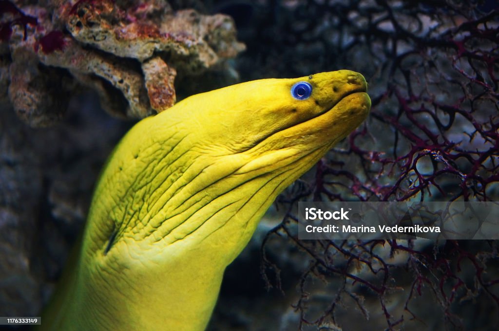 pesci moray gialli nel primo primo passo della barriera corallina - Foto stock royalty-free di Acqua pesci moray gialli nel primo primo passo della barriera corallina - Foto stock royalty-free di Acqua