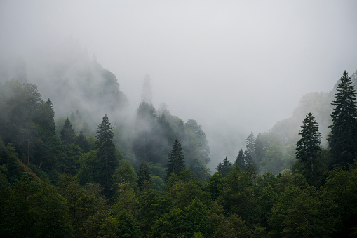 Alpine landscape in the fog.