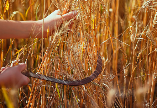 manos del trabajador sostienen la hoz de metal oxidado corta orejas maduras doradas de trigo en el trabajo agrícola en la granja photo