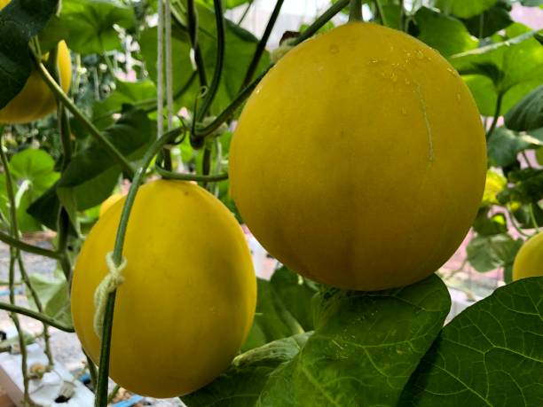 istock melon farm, organic and Hydroponic 1176336702