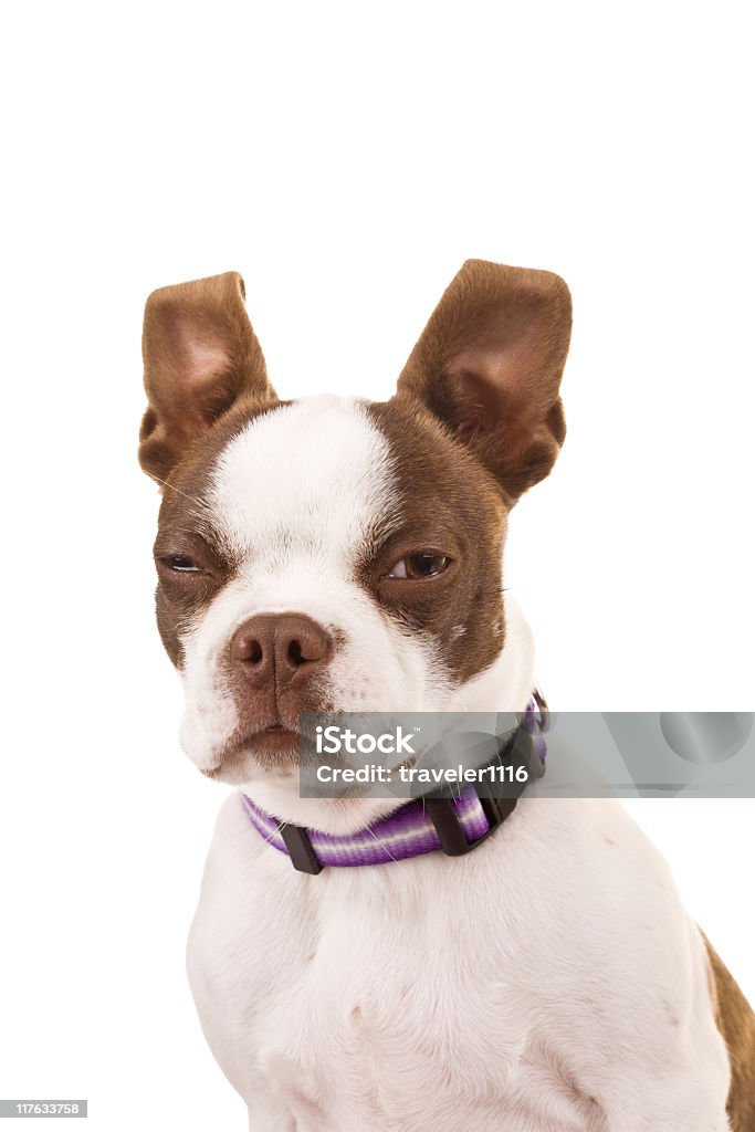 Boston Terrier  Dog Stock Photo